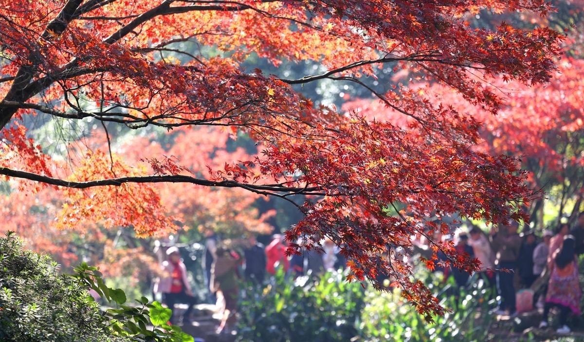 杭州旅游業(yè)_2020杭州旅游_杭州旅游旅游