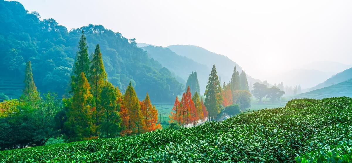 杭州旅游業(yè)_2020杭州旅游_杭州旅游旅游