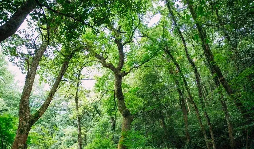 蘇杭上海旅游攻略_蘇杭上海自由行攻略_蘇杭上海旅游最佳路線
