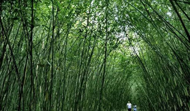 自駕游陜南看油菜花路線怎么走_陜南自駕游_陜南自駕游最值得去的地方