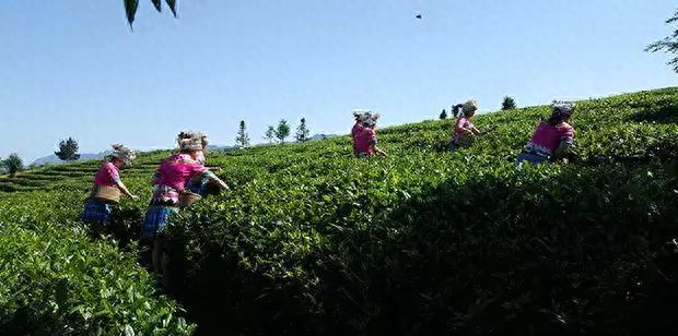 自駕游陜南看油菜花路線怎么走_陜南自駕游最值得去的地方_陜南自駕游