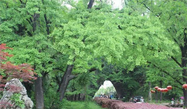 安徽二日自駕游_自駕安徽游玩攻略_自駕安徽旅游