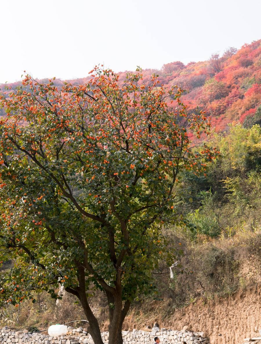 章丘旅行_章丘旅游_旅游章丘明水古城作文300字
