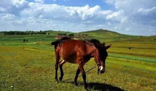 自駕游責(zé)任書樣本_自駕游責(zé)任_自駕游事故責(zé)任認(rèn)定