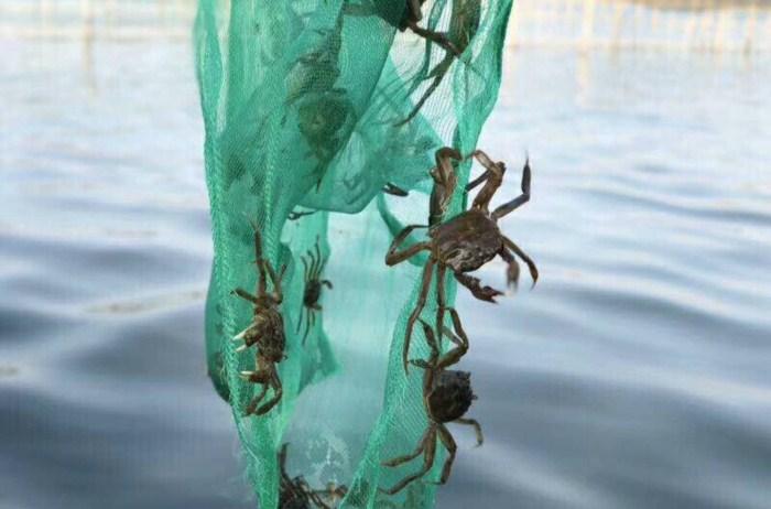 陽澄湖蓮花島自駕游_陽澄湖蓮花村_陽澄湖蓮花島蟹莊排名