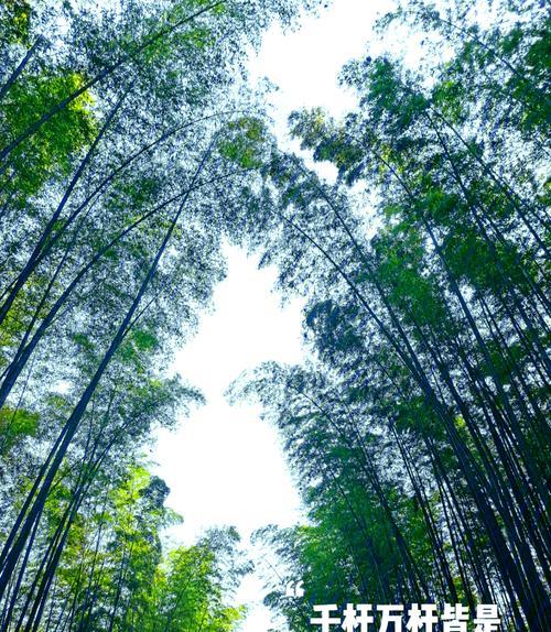 自駕游蜀南竹海一日游攻略_蜀南竹海景區(qū)自駕_蜀南竹海自駕游