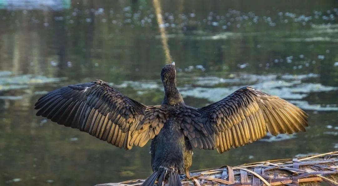 休寧自駕游_休寧一日游_休寧旅游攻略