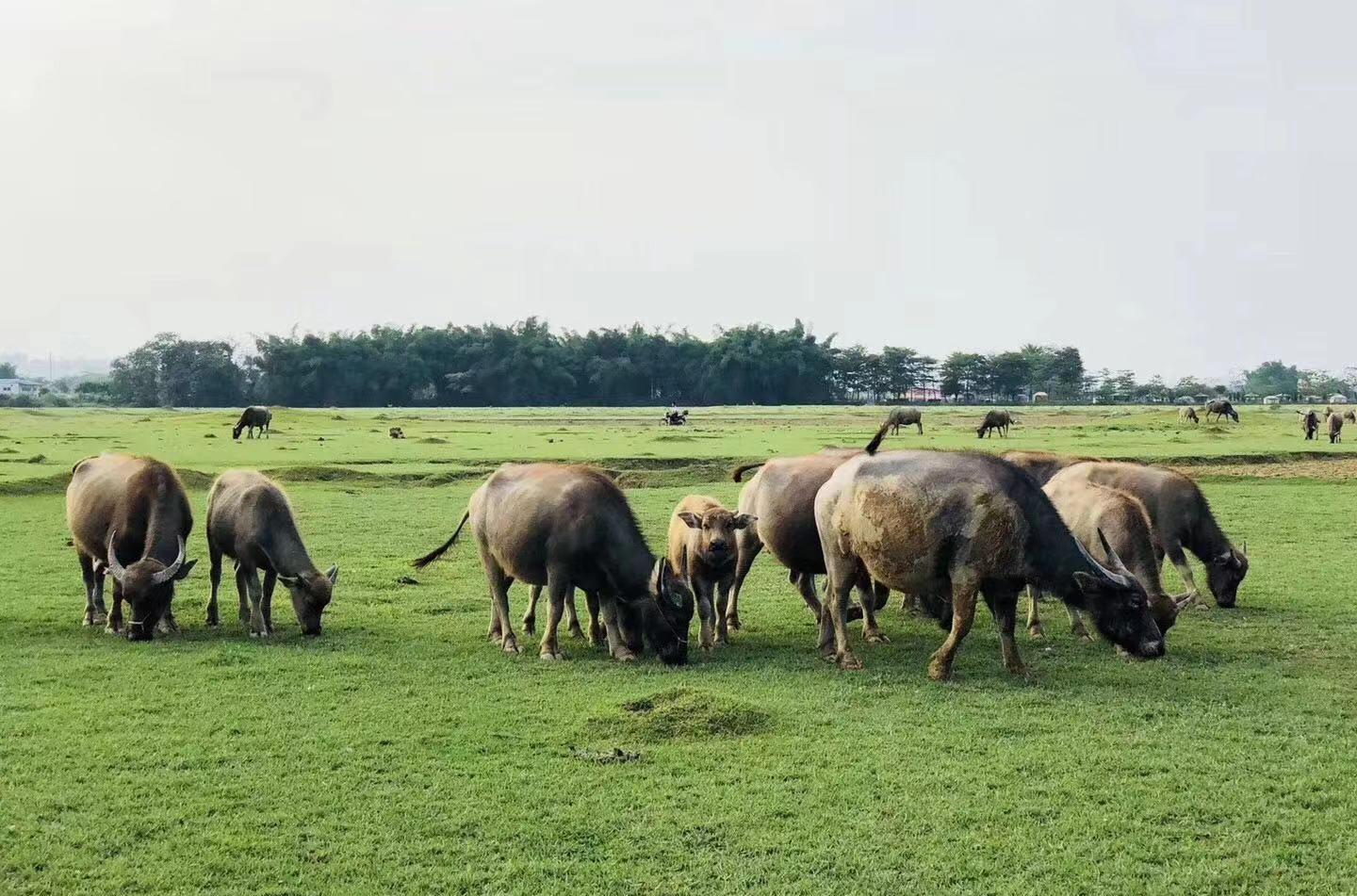 深圳去哪露營_深圳自駕游露營_深圳自駕露營攻略