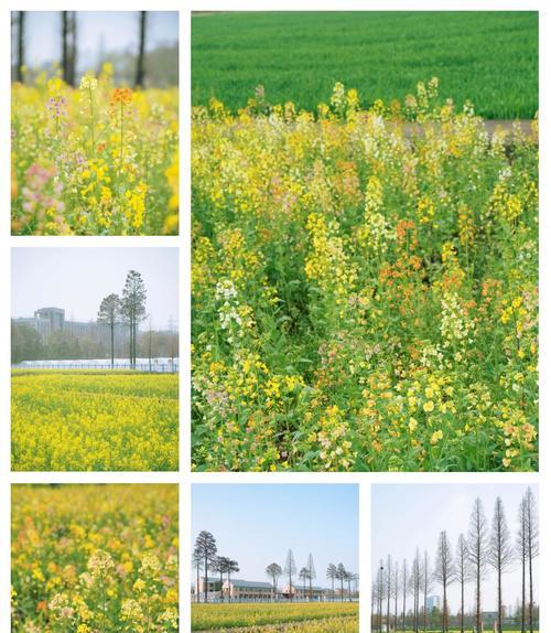 南京景點推薦:從冬天游玩到清明賞櫻、油菜花賞景攻略