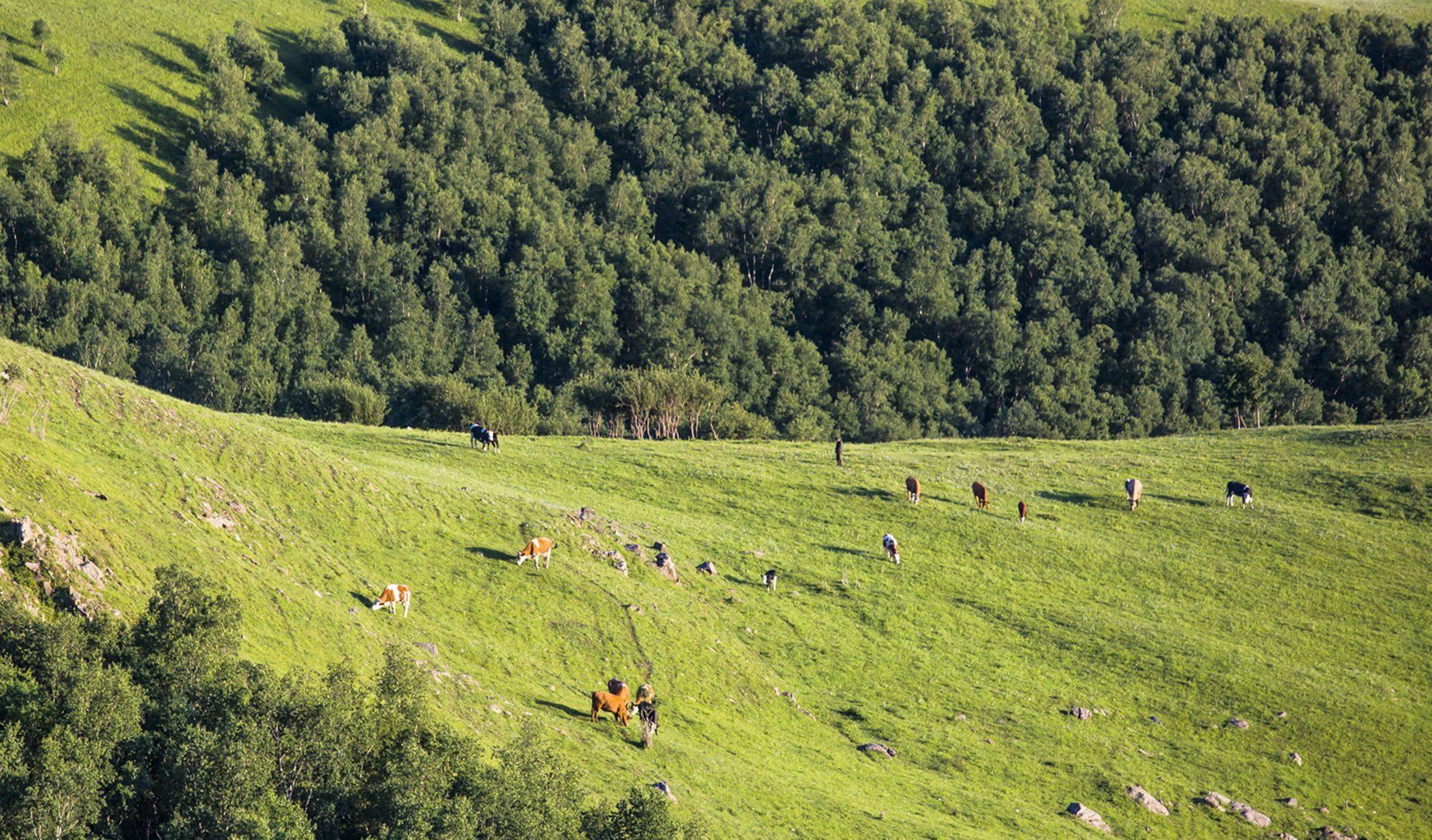 壩上草原一日游_壩上草原好玩的_壩上草原旅游景點