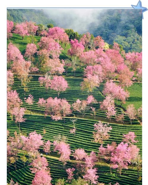 12月旅游最佳去處推薦：大理無量山櫻花谷、鳳凰關水庫紅葉節、牙克石雪景與梅里雪山