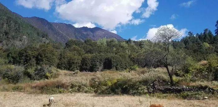 西藏的日記_西藏的旅行日記_西藏旅游日記