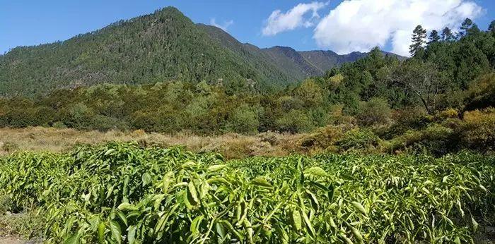 西藏的日記_西藏旅游日記_西藏的旅行日記
