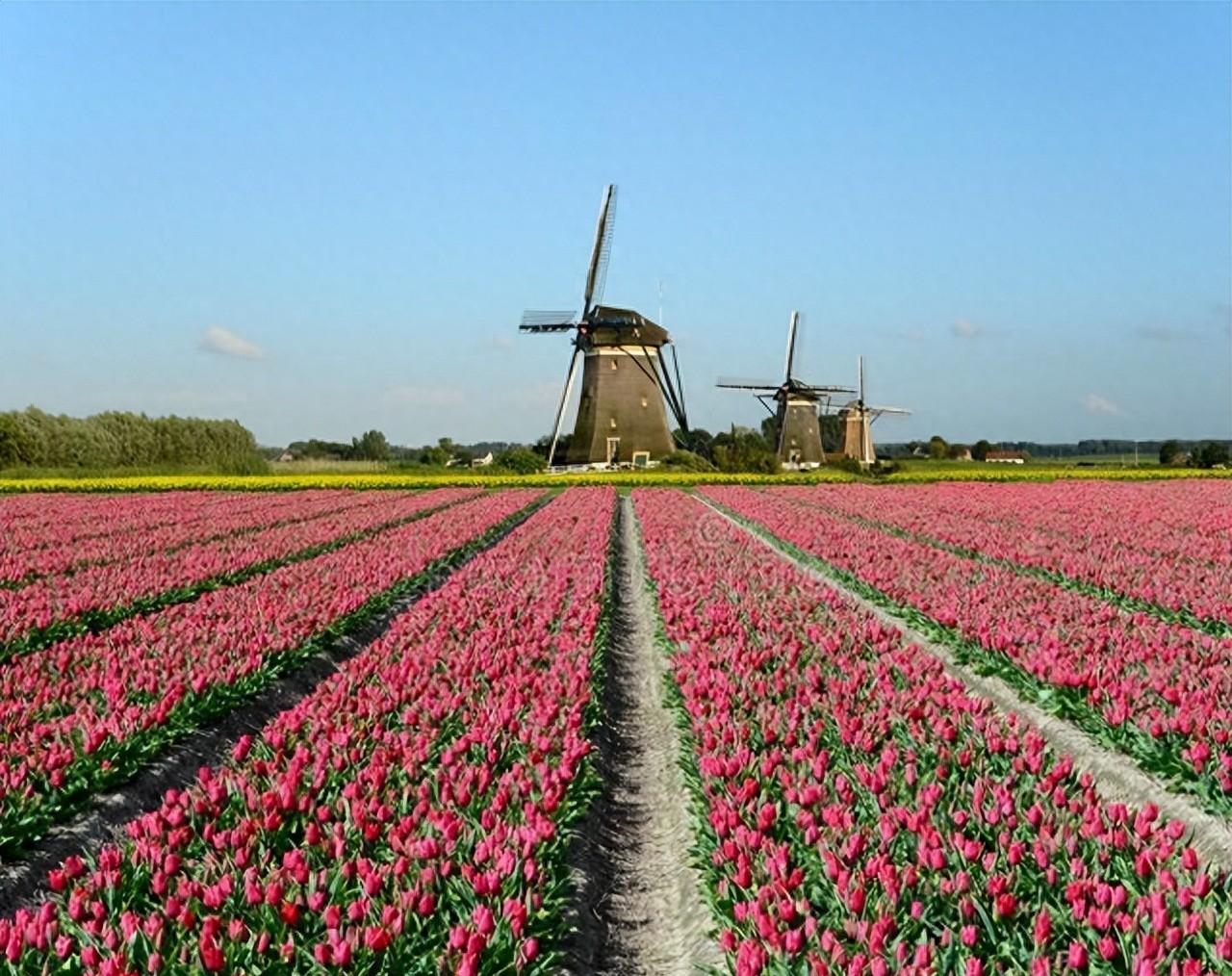 荷蘭郁金香花期指南：3月下旬至5月初最佳觀賞時(shí)間及旅行路線推薦