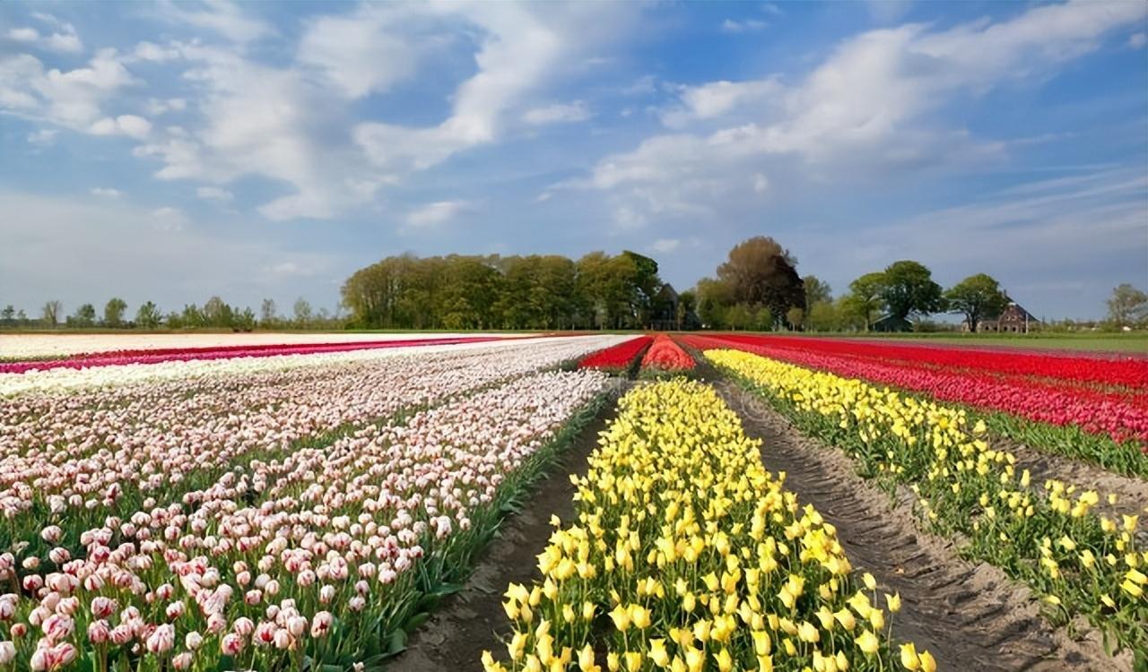 荷蘭旅游攻略自助游_荷蘭旅游價格_荷蘭旅游多少錢