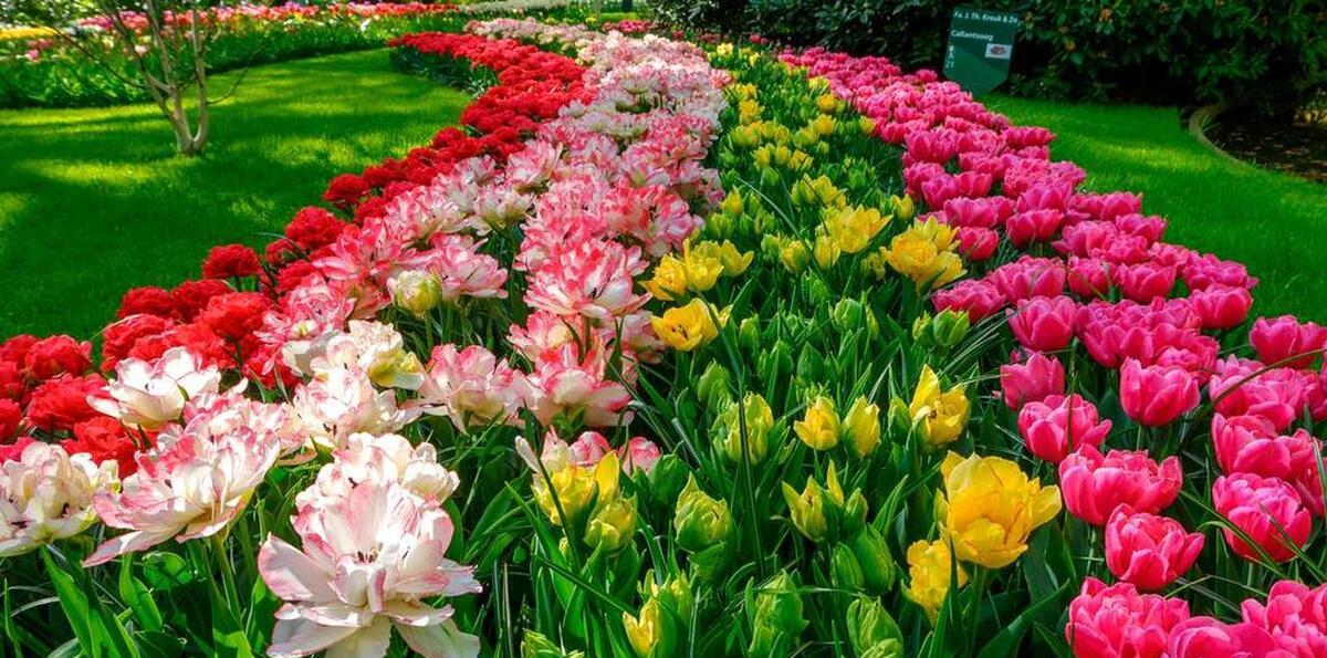 荷蘭旅游多少錢_荷蘭旅游價格_荷蘭旅游攻略自助游