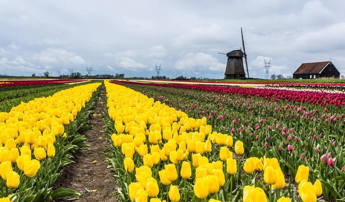 荷蘭旅游價格_荷蘭旅游攻略自助游_荷蘭旅游多少錢