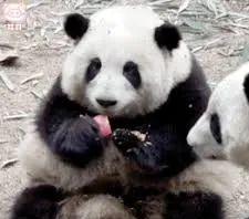 成都文旅任命大熊貓花花為榮譽局長 海內外吸粉無數