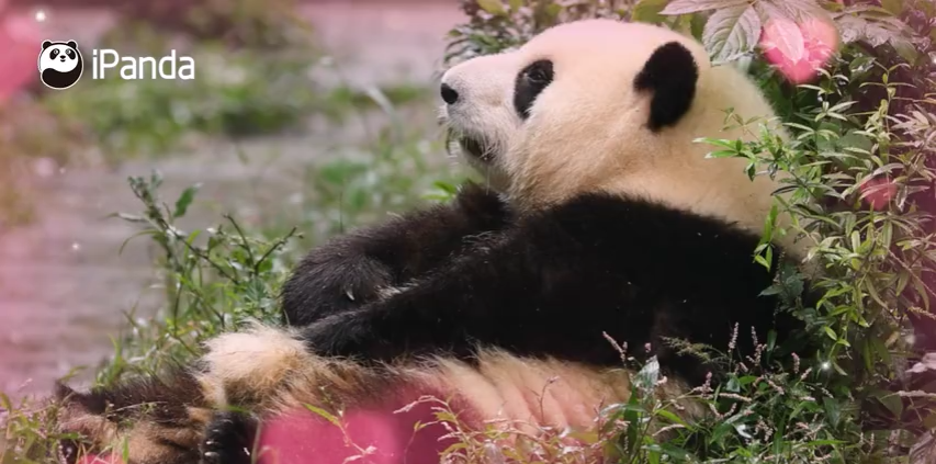 成都旅游文化局官網_成都文化旅游_成都旅游文化發展股份有限公司