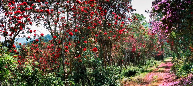 貴州春季旅游攻略,8大主題41條線路
