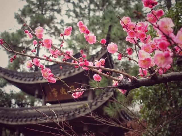 2022杭州西湖西溪賞梅攻略 2022杭州西湖西溪賞梅攻略