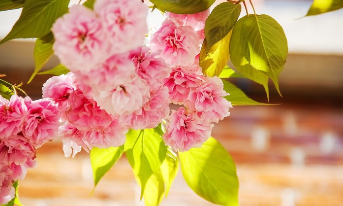 賞花攻略—貴陽也能看櫻花了,附拍攝指南