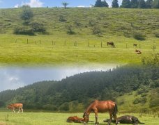 重慶仙女山旅游攻略,最新路線指南